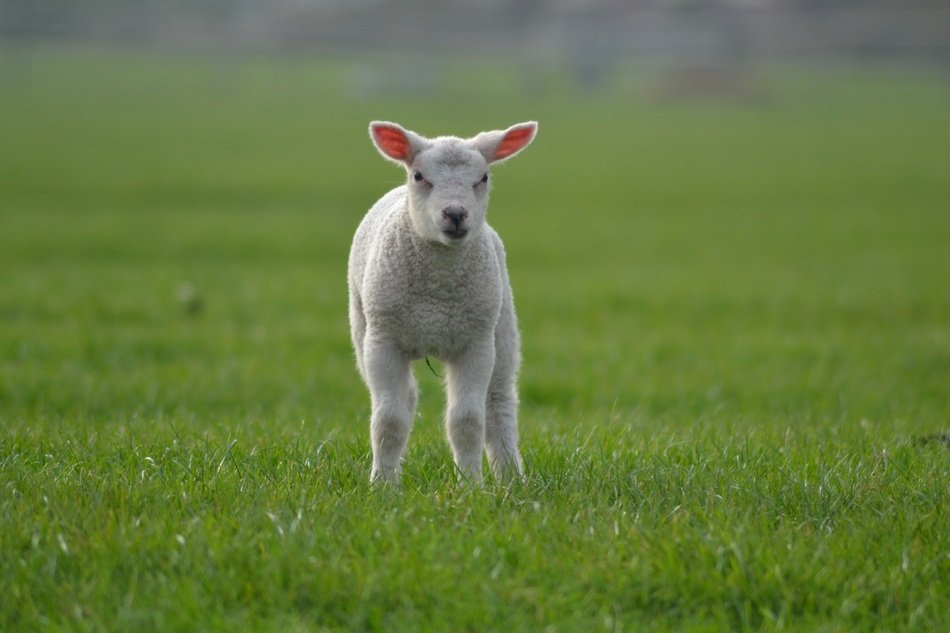 young baby sheep on pasture