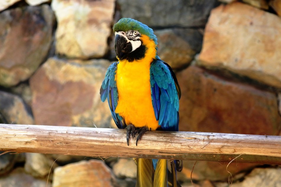 macaw in the natural background of rocks