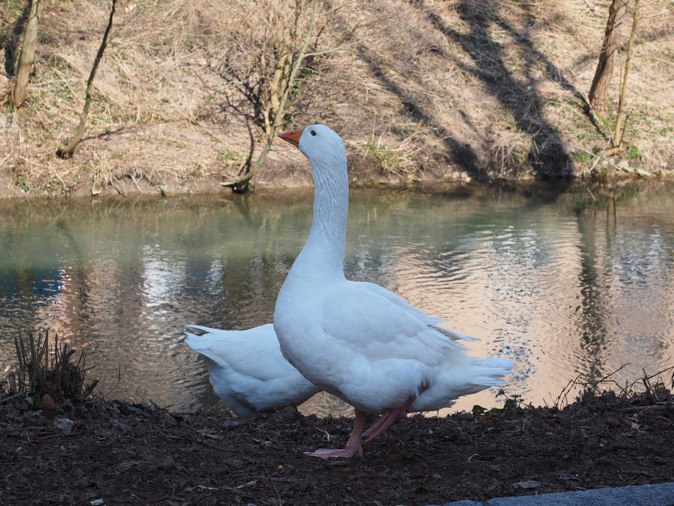 two Geese on riverside