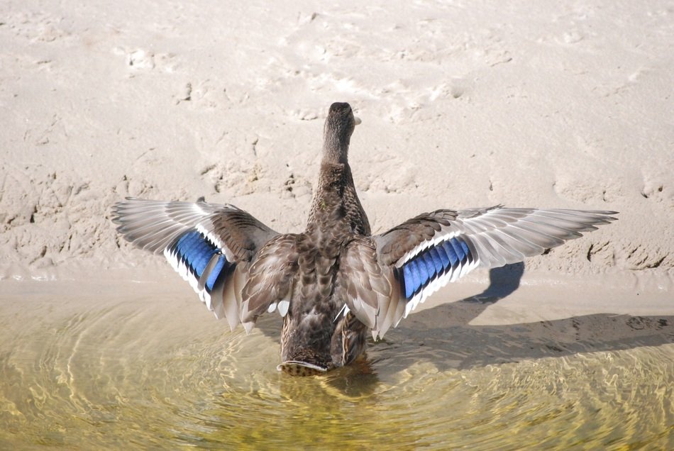 The wild Duck