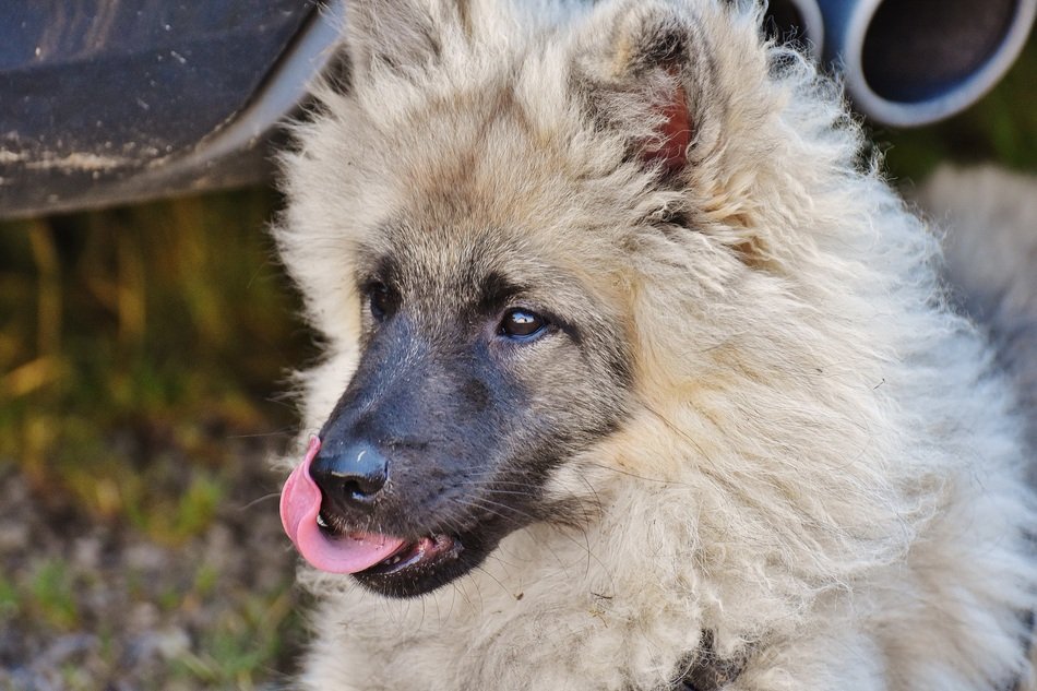 dog with fluffy fur stuck out her tongue and looks into the distance