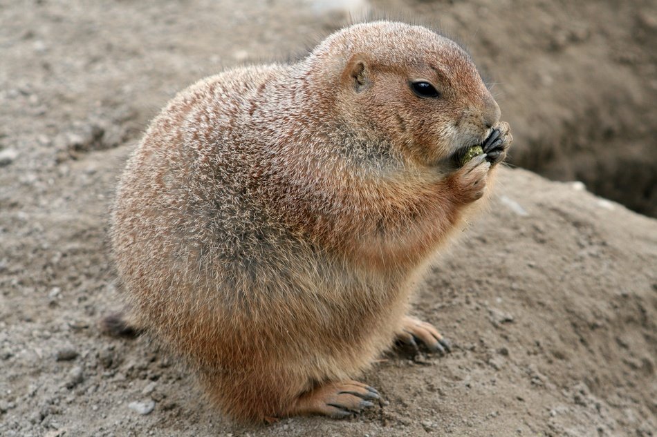 Pet Rodent Guy
