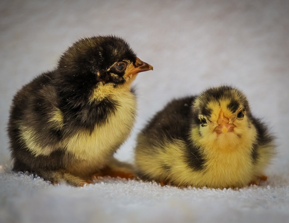 a pair of feathered chickens on a white background