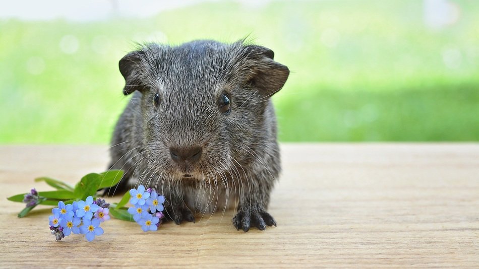 guinea pig and cornflower