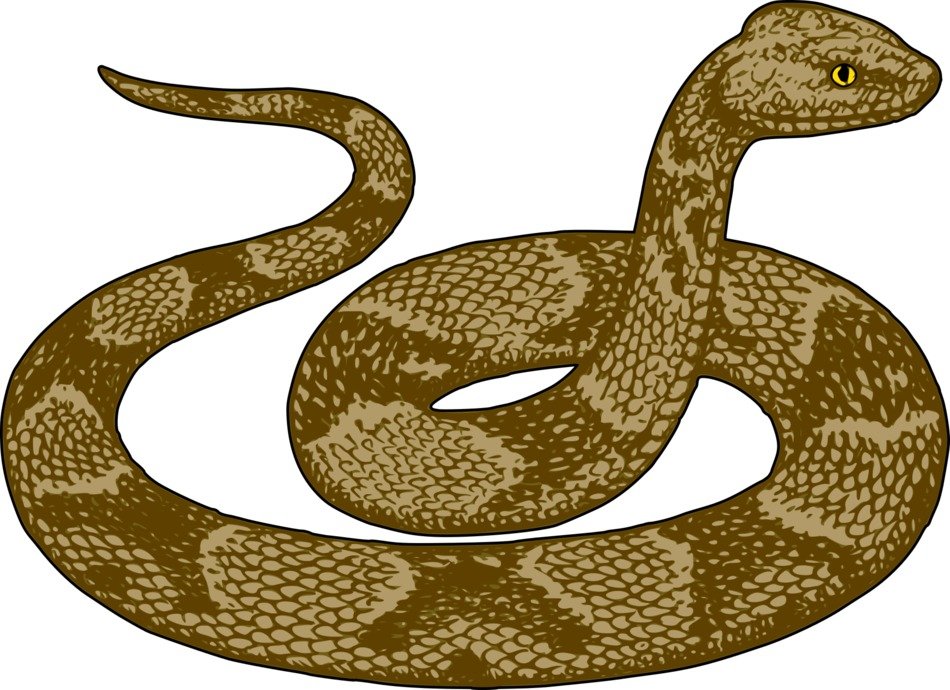 Copperhead snake drawing free image download