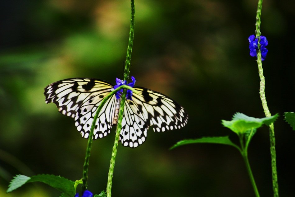 black and white butterfly on a green stalk