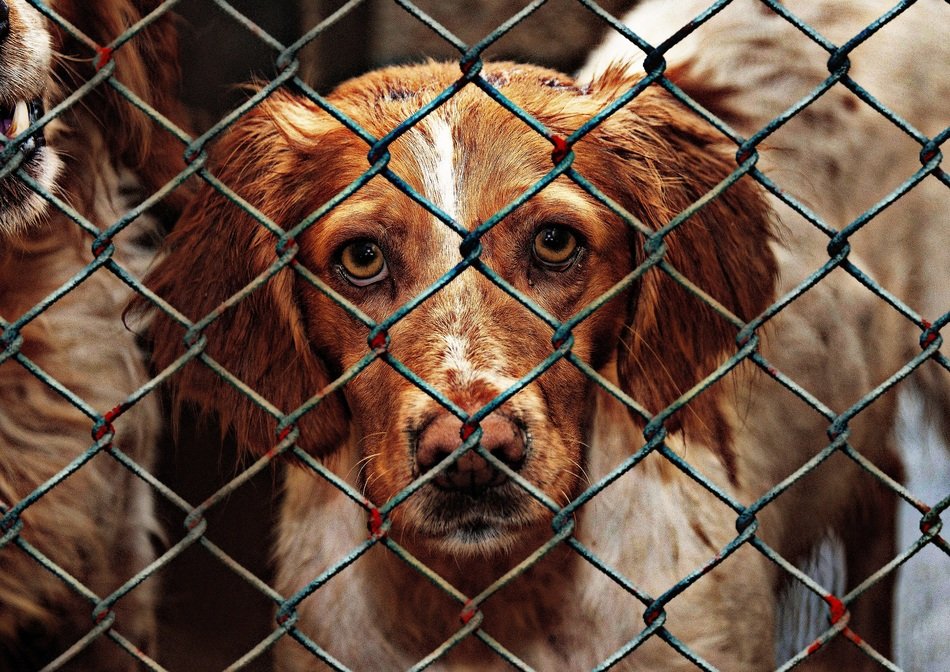 imprisoned dogs in the animal shelter