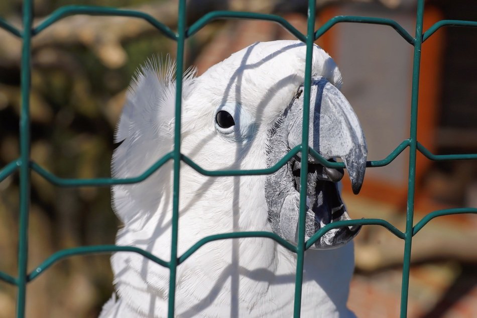 cute lovely Cockatoo