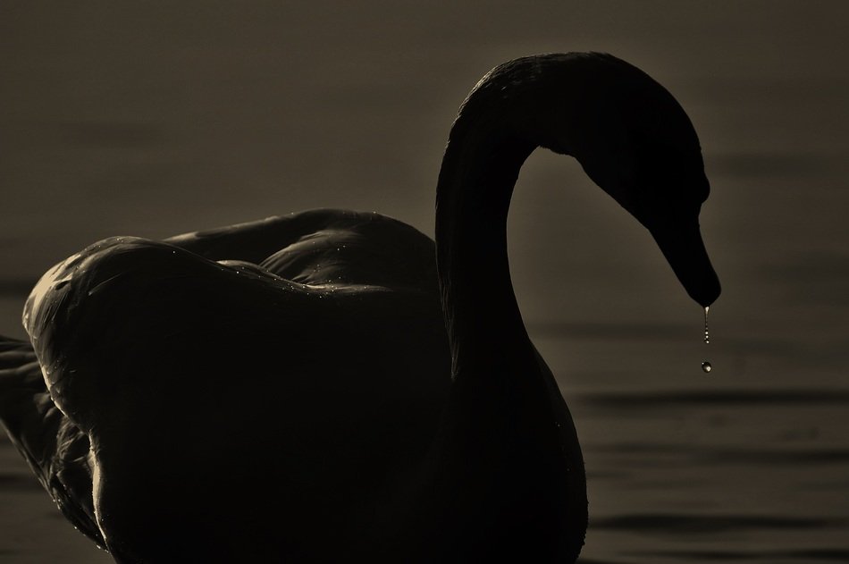 Swan's Silhouette