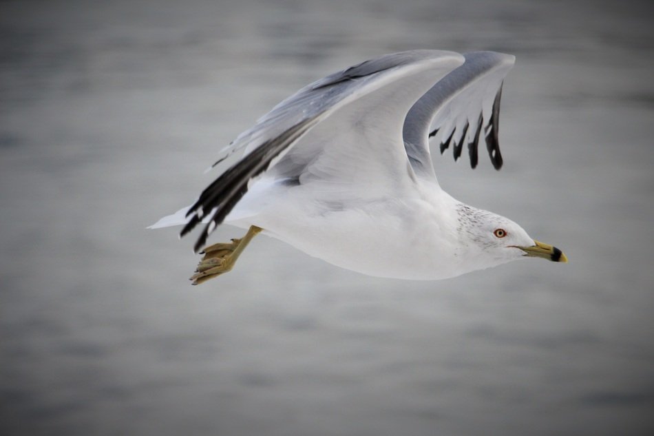 Flying white bird free image download