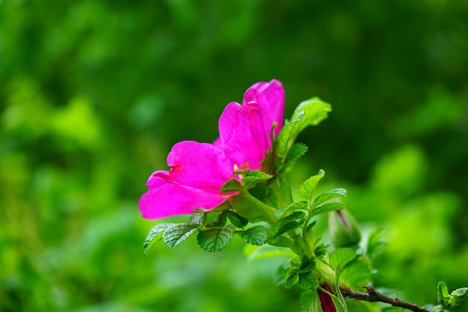 dog-rose flowers on a background of green leaves