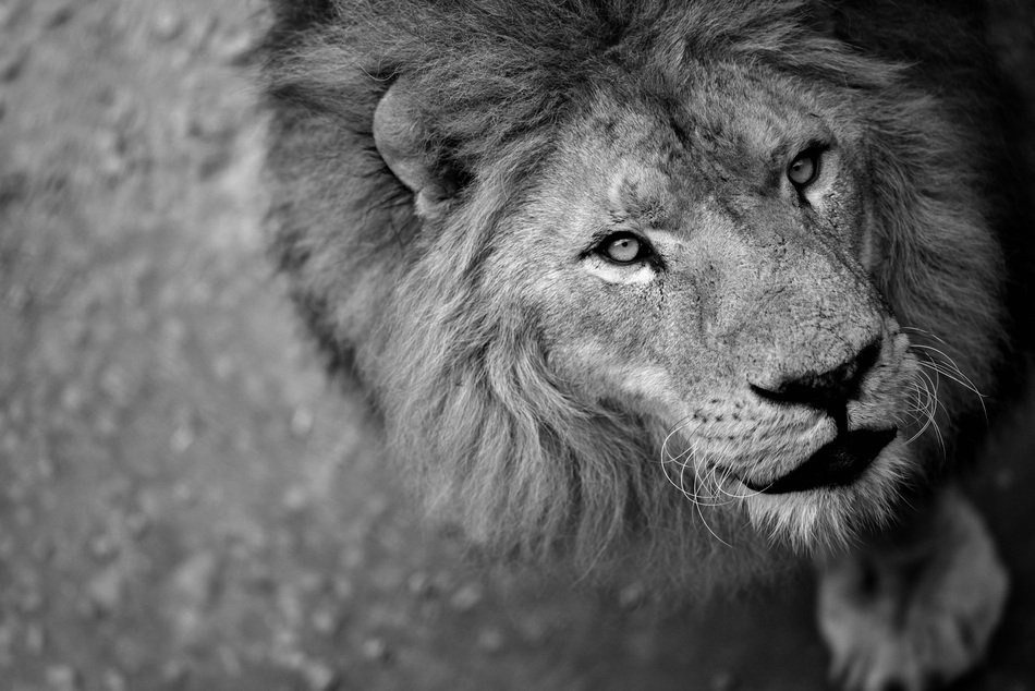 king of the wild