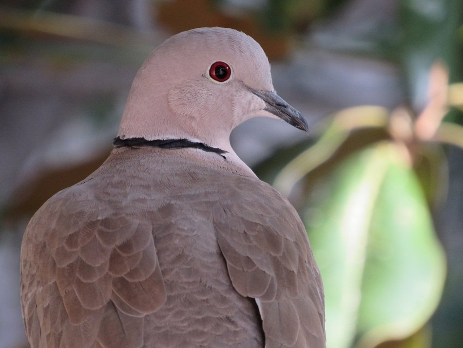 perfect beautiful Pigeon