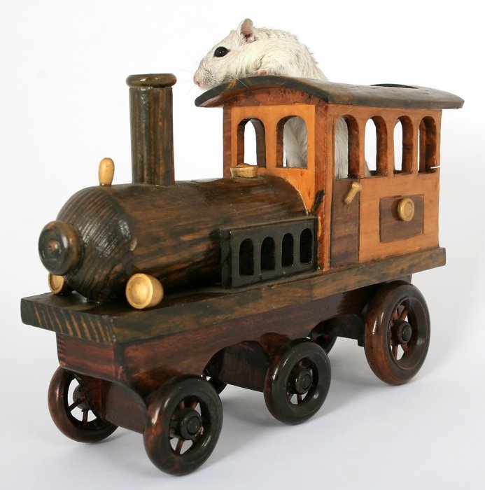 hamster in the toy loco