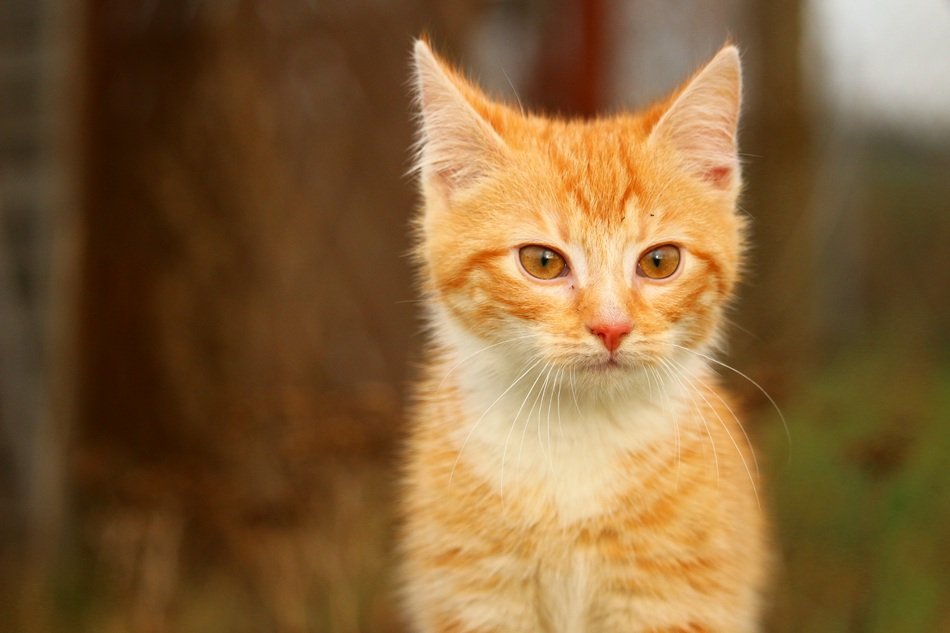 fire Cat