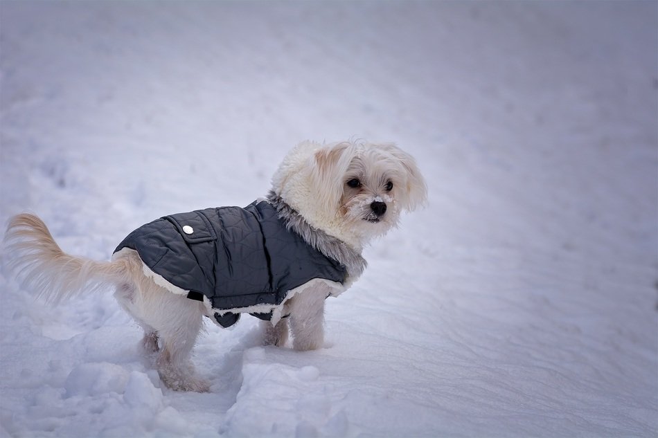 Maltese in the snow
