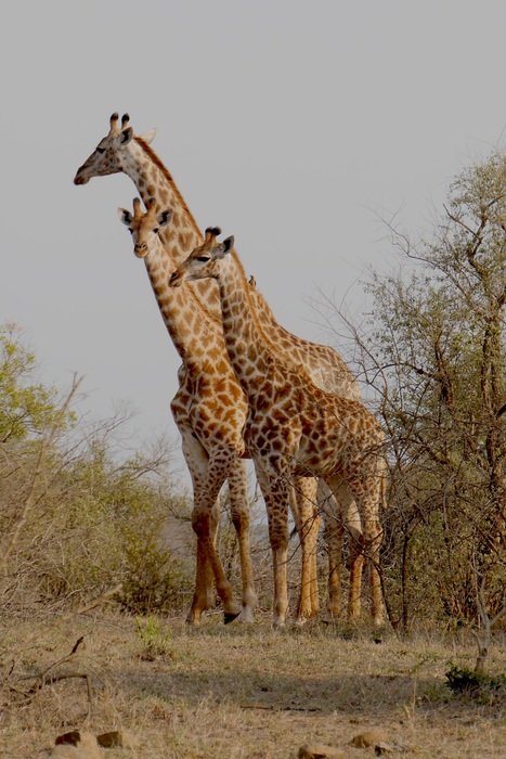 family of giraffes in the HluhluweâImfolozi park