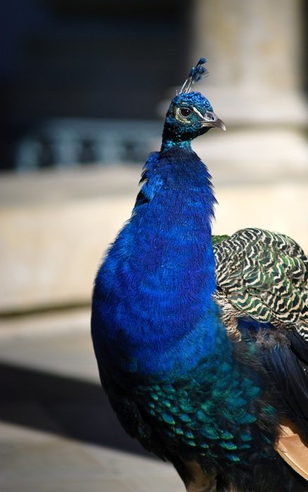Beautiful colorful peacock
