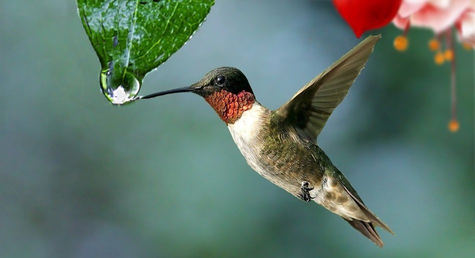 the bird drinks a drop of water