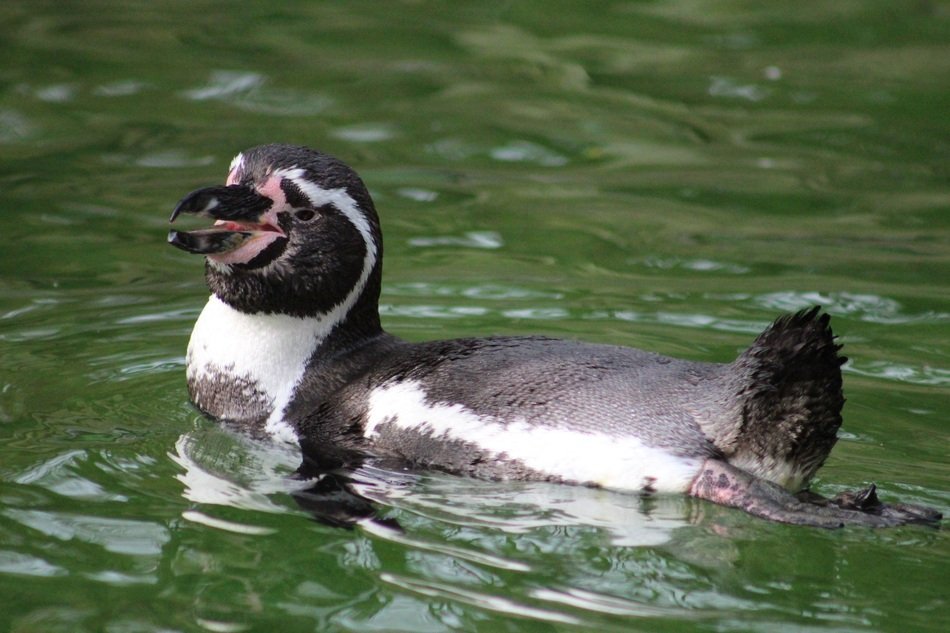 black and white penguin in the water
