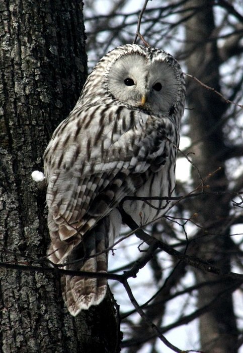 beautiful Owl in wild, russia, Kazan