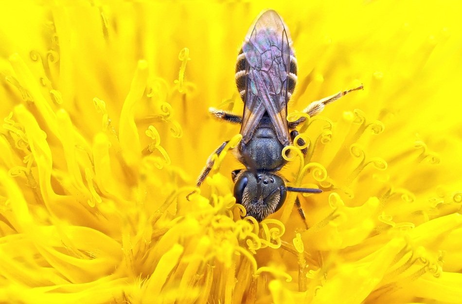 sand bee on the yellow dandelion