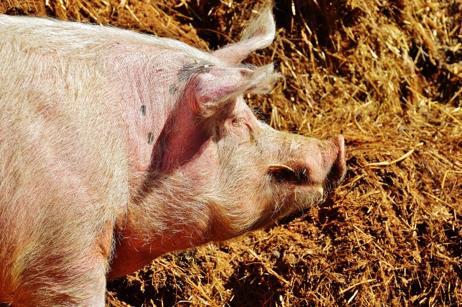 pig near the straw