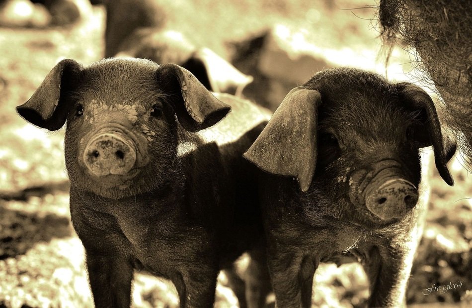 black and white photo of piglets