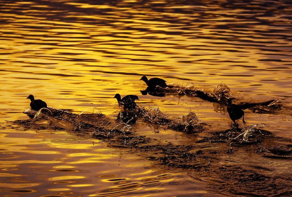 Coot on the water in golden twilight