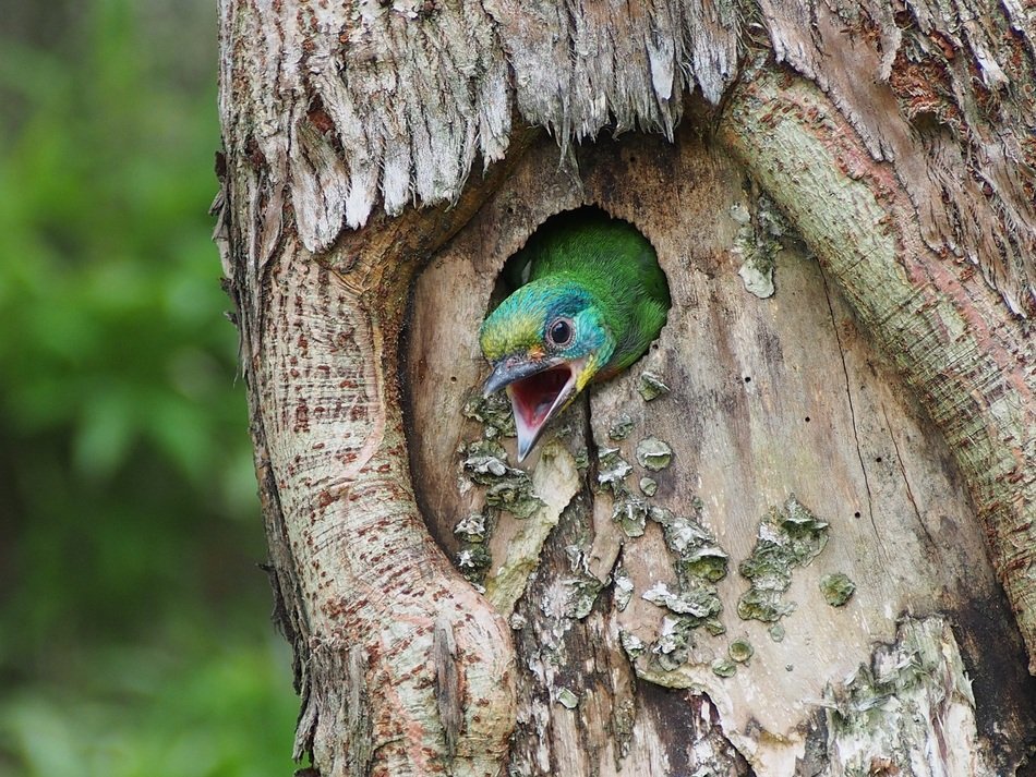 nestling looks out of the hollow