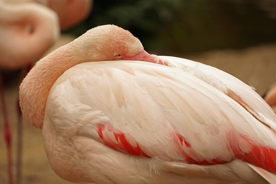 Colorful Flamingo sleeping