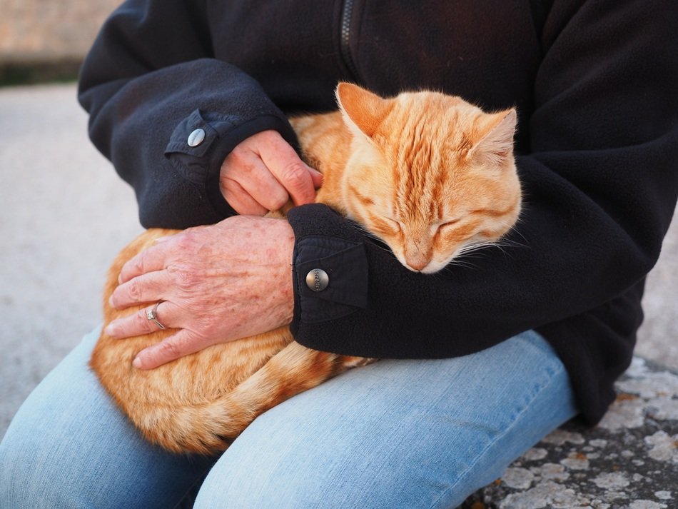 domestic cat lying on the human knees