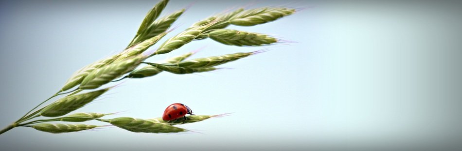 banner with ladybug in wildlife