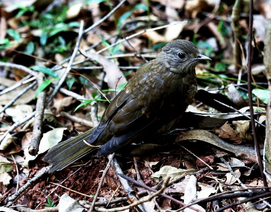 Tropical Bird on the floor