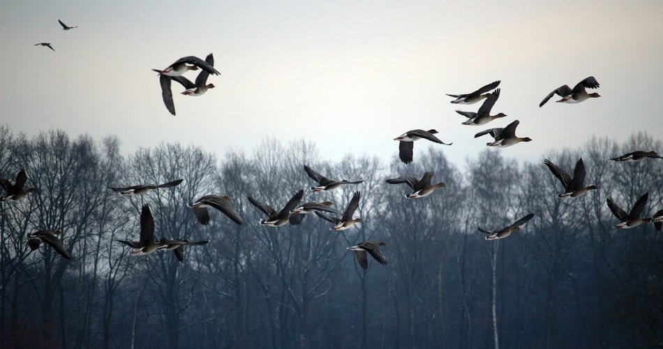 flock of wild geese in winter