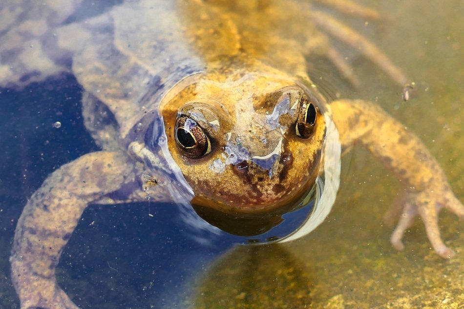 amphibian stuck her head out of the water
