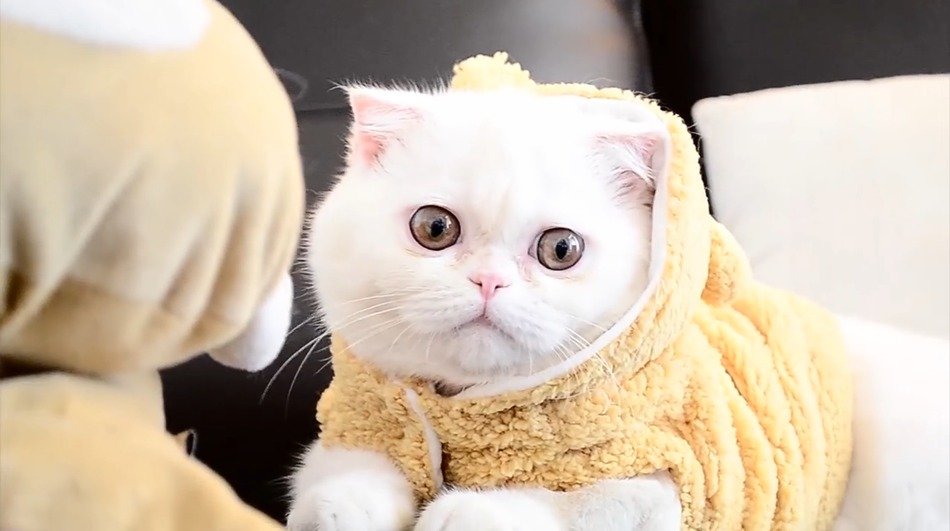 shorthair cat in a bathrobe