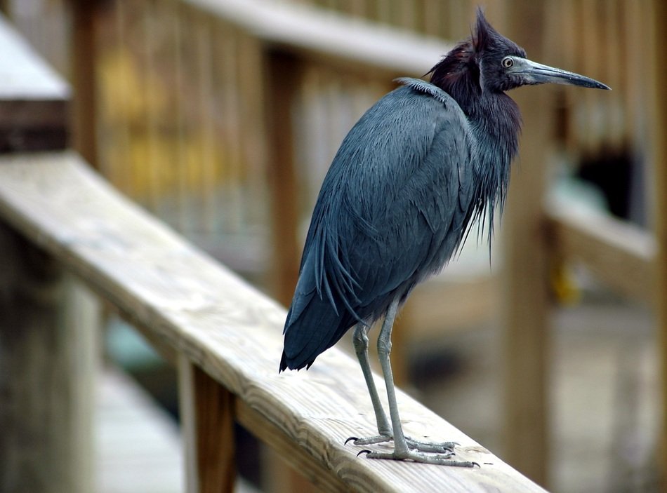 Blue Egret bird sits on the wood
