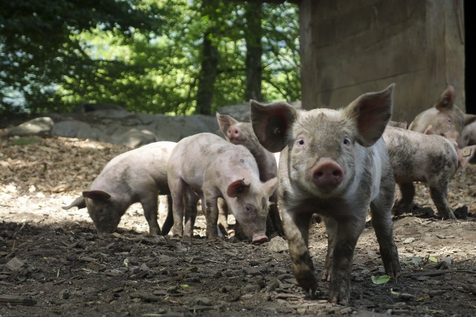 small Domestic Pig, balle mountain