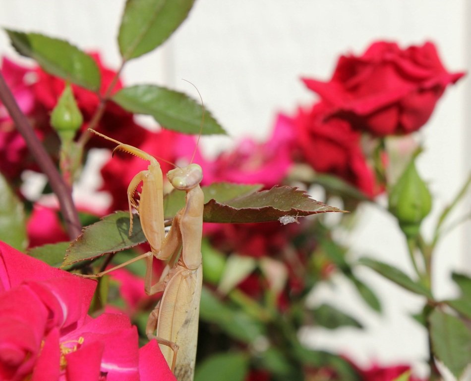 brown mantis on a flower bush