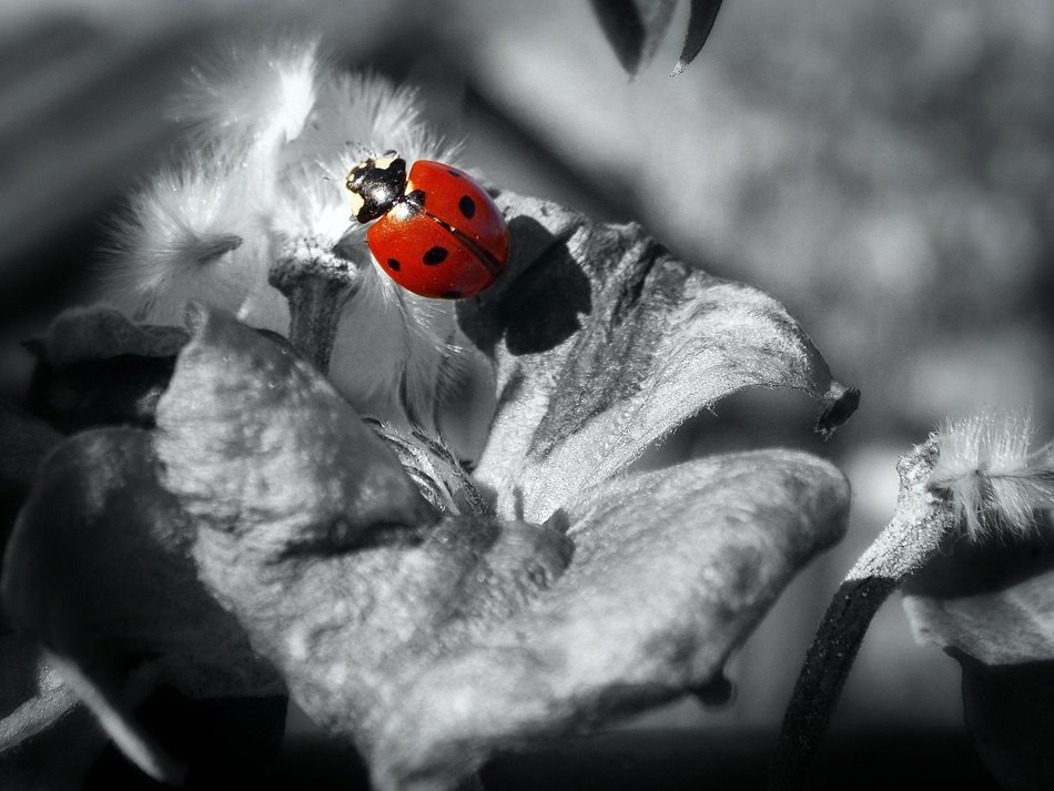 bright ladybug in black and white background