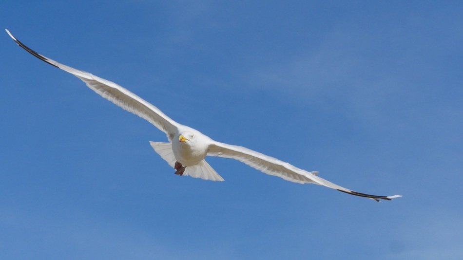 white sea bird in flight in the sky