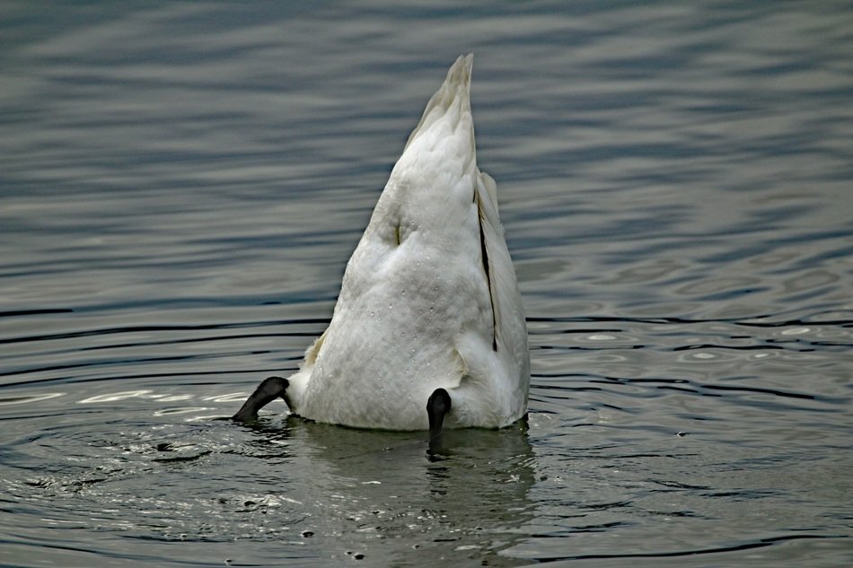 rear part of Swan above Water close-up