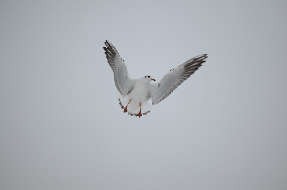 floating in the air white seagull