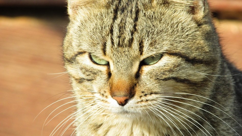 Beautiful cat in the light in Cyprus