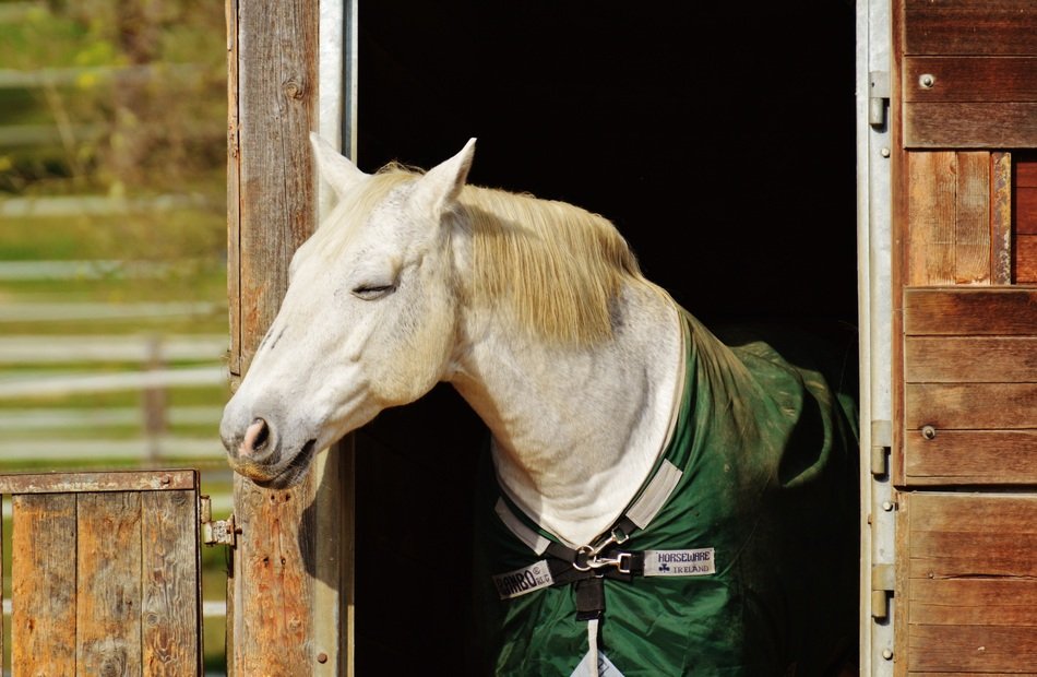 white horse in the stall