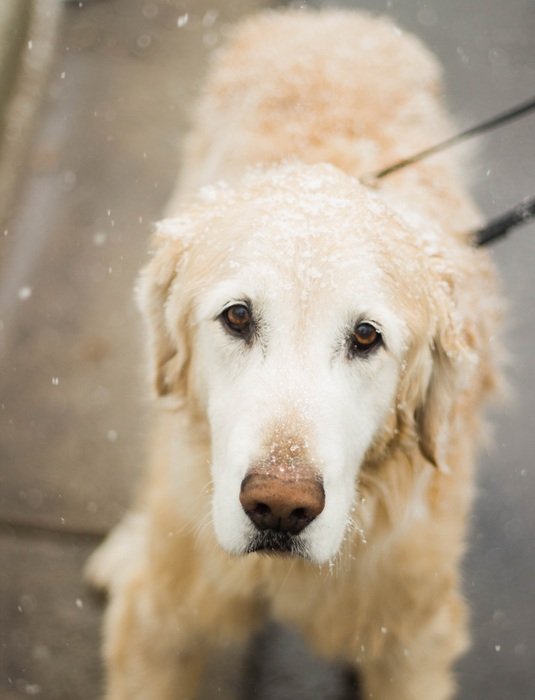 picture of the white doggie