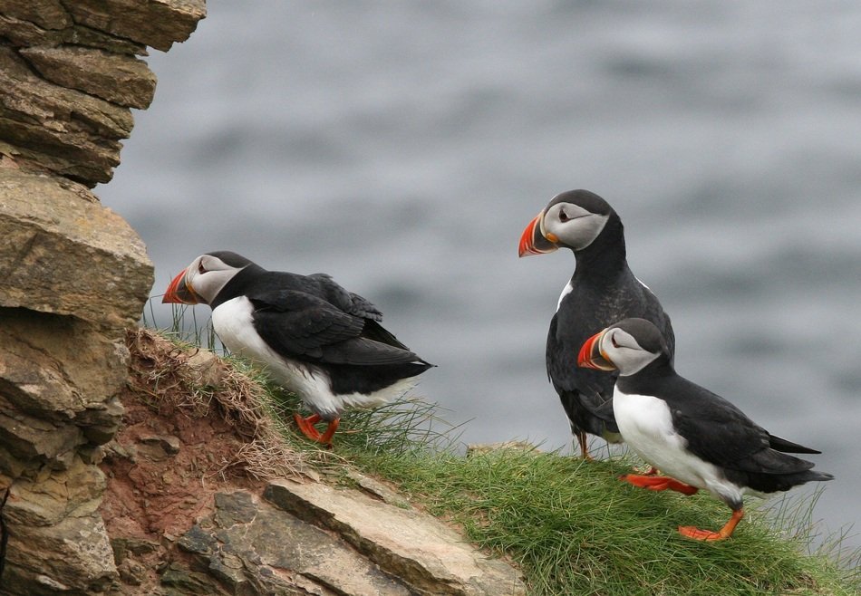 puffin is birds on the seashores