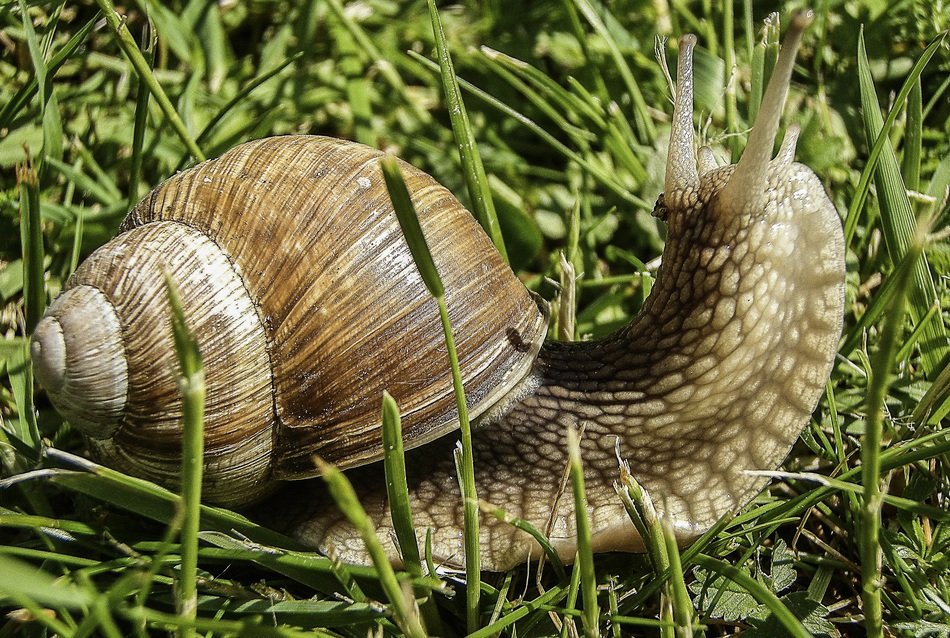 Snail on Meadow close up