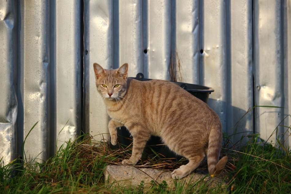 cat near the metal wall